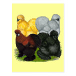 Silkies:  Assorted Roosters Postcard