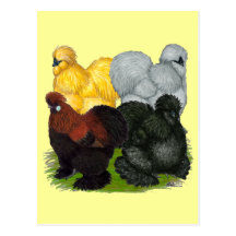 Silkies:  Assorted Roosters Postcard