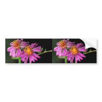 Silky Aster bumper stickers