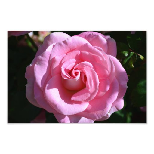  - silky_pink_rose_print_photo-raa12df2a5a39496f97552597eb34f400_xlvfv_8byvr_512