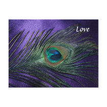 Silky Purple Peacock Feather Post Cards