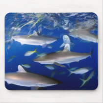 silky-sharks-feeding-689693-ga mousepads