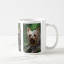 Silky Toy Terrier mugs