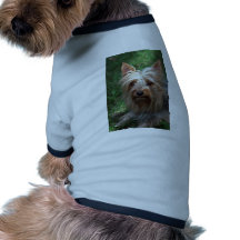 Silky Toy Terrier Pet Clothes