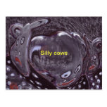 Sillly cows Postcard