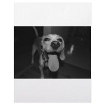 Silly Bella letterhead