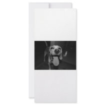 Silly Bella rack cards
