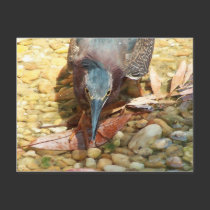 Silly Bird postcards