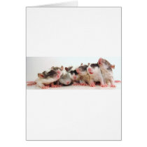 Silly Boy Babies cards
