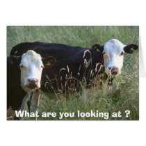 silly cows card by marksimages silly cows card