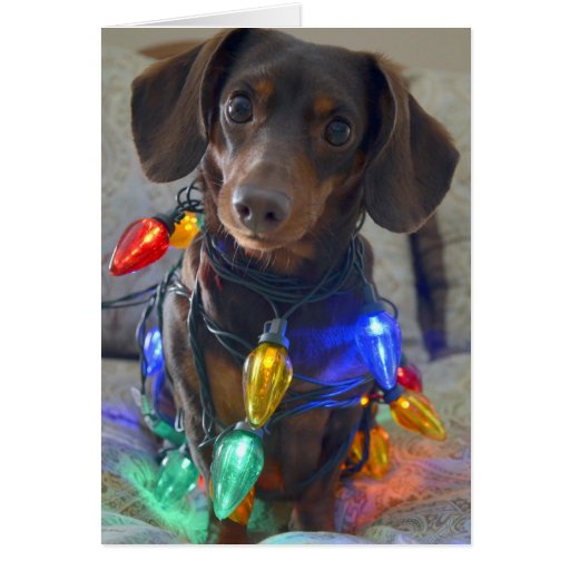 silly dachshund tangled in christmas lights card zazzle silly dachshund tangled in christmas lights card zazzle