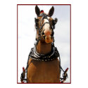Silly Face Horse Poster posters