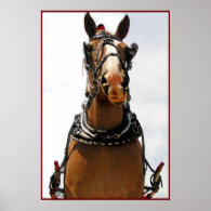 Silly Face Horse Poster