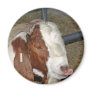 Silly Goat