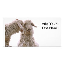 Silly Goats Photo Custom Photo Card