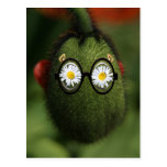 silly poppy post card