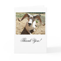 Silly Sheep; Thank You Card
