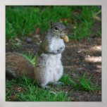 Silly Squirrel Poster