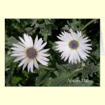Silver African Daisy greeting card cards