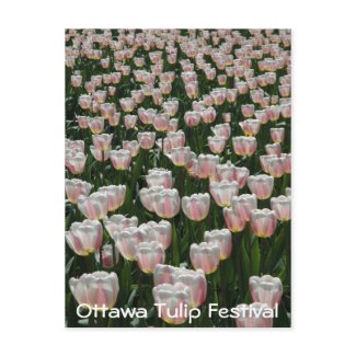 Silver and Pink Tulips postcard