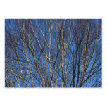 Silver Birch Branches 02 Business Card Templates