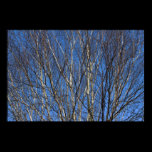 Silver Birch Branches 02 posters