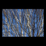 Silver Birch Branches posters