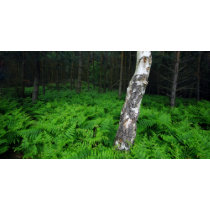 Silver Birch