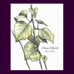 Silver Birch
