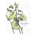 Silver Birch posters