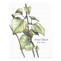 Silver Birch posters by talkingfox Silver Birch posters