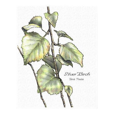 Silver Birch Posters by talkingfox