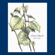 Silver Birch posters