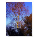 Silver birch tree poster posters