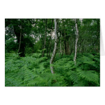 Silver birch trees and ferns, Sherwood Forest Greeting Card