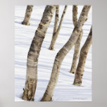 Silver Birch Trees in snowy landscape Print