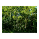 Silver Birch Trees posters