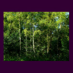 Silver Birch Trees