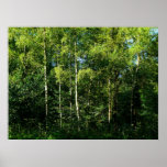 Silver Birch Trees posters