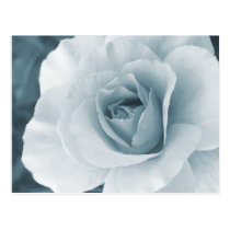 Silver-Blue Rose Postcard postcards
