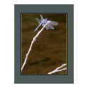 Silver Dragonfly posters