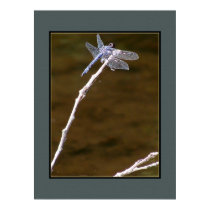 Silver Dragonfly posters