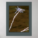 Silver Dragonfly Posters