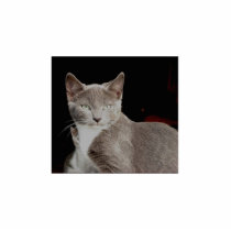 Silver - Feral Cat Photo Sculpture photo sculptures
