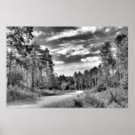 Silver Forest posters