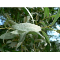 Silver Furred Leaves photo sculptures