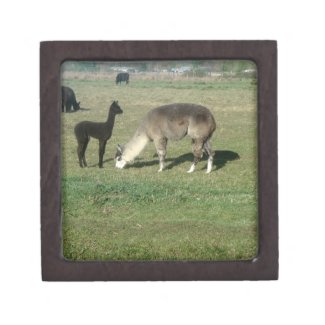 Silver Gray Alpaca & Cria Premium Trinket Box