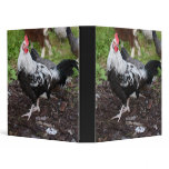 Silver Grey Dorking Rooster binders