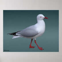 Silver Gull Poster