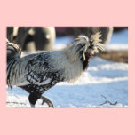 Silver Laced Polish Crested Poster posters
